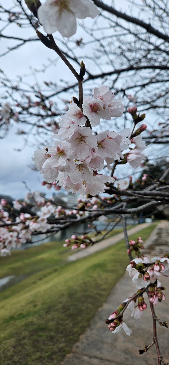 ボンジョルノ食堂グローブ tweet media
