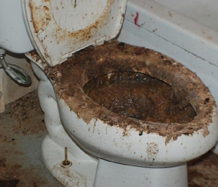 High IQ Jew tweet media