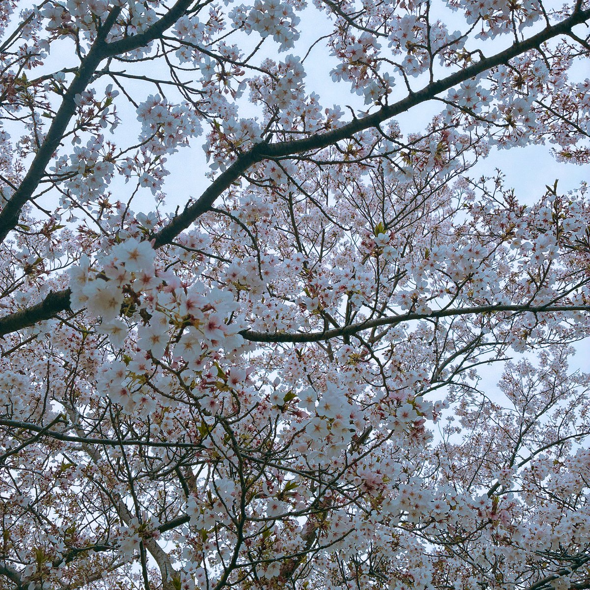 ⊐ቺױ@オレ堕ちキョカラ②お3 tweet media