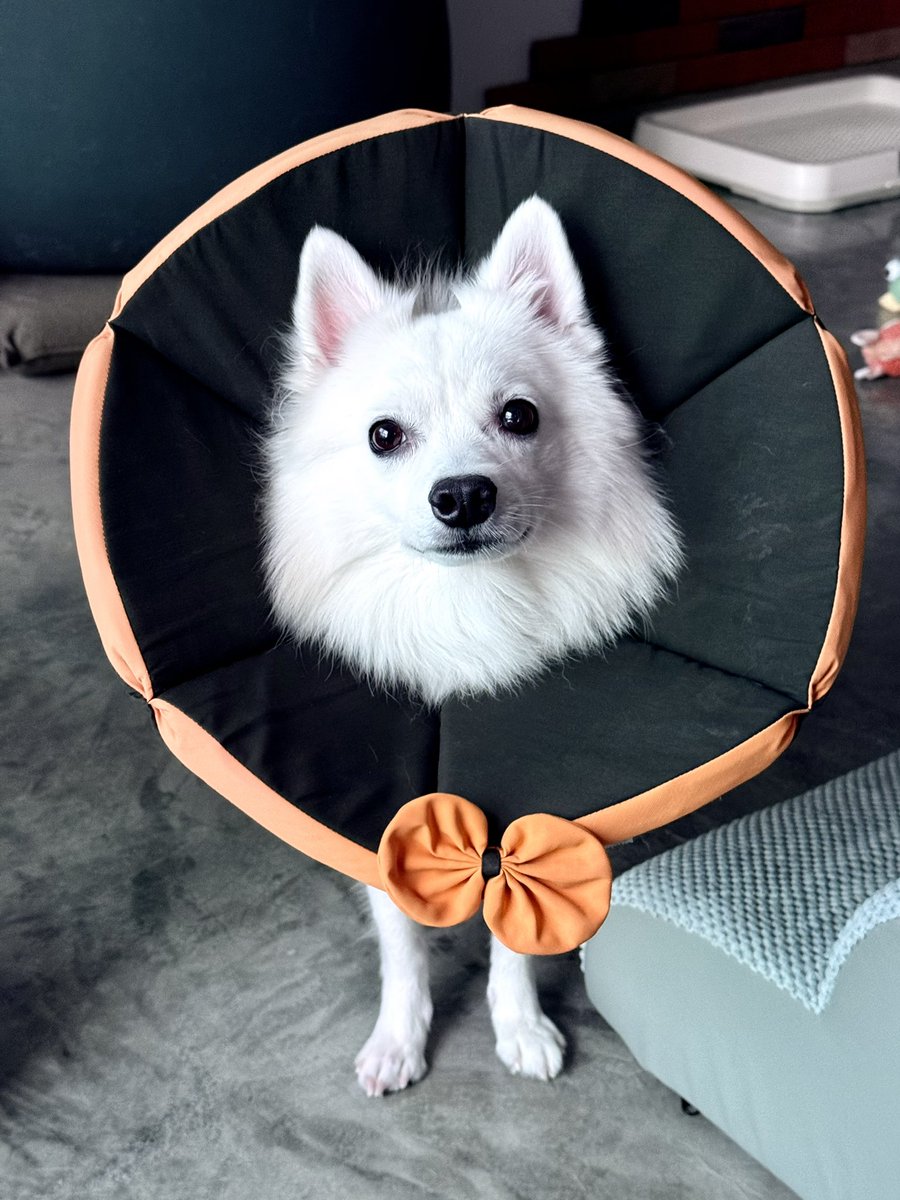 Wade 「ウェイルン」 tweet media