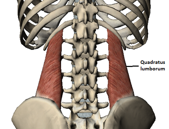 FitnessHacks101's tweet image. Stretch this muscle to avoid low back pain 👉 dur1health.com/post/2017/11/1…

Protect your back, improve your mobility, and stay pain-free! Who else is working on flexibility today? #LowBackPain #Stretching #Mobility #InjuryPrevention #Wellness #FitnessTips #HealthyLifestyle #BackHealth