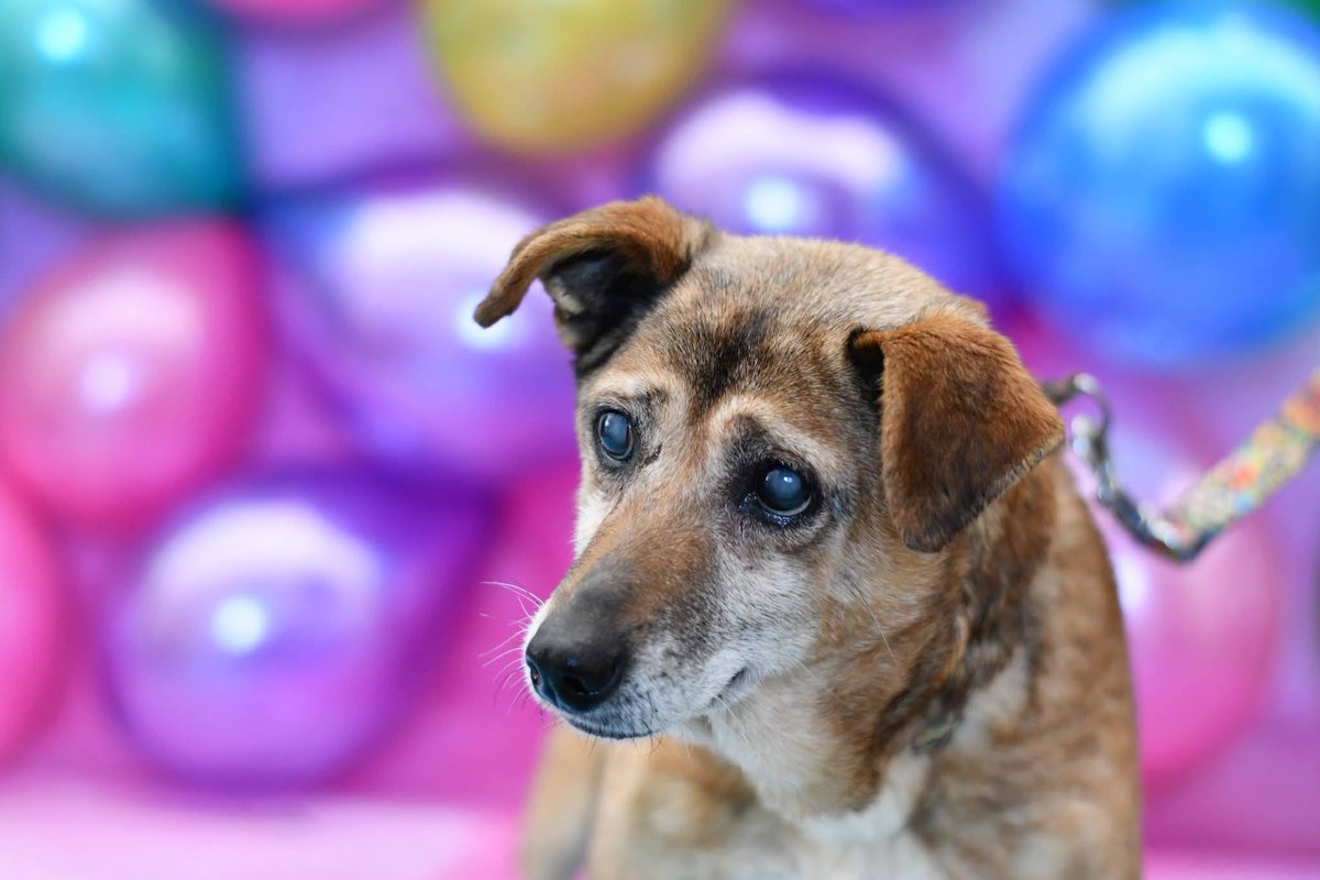 Robwalka Wolf tweet media