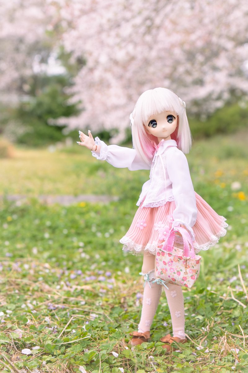 あっちが満開だよ🌸
#十二花ドレス