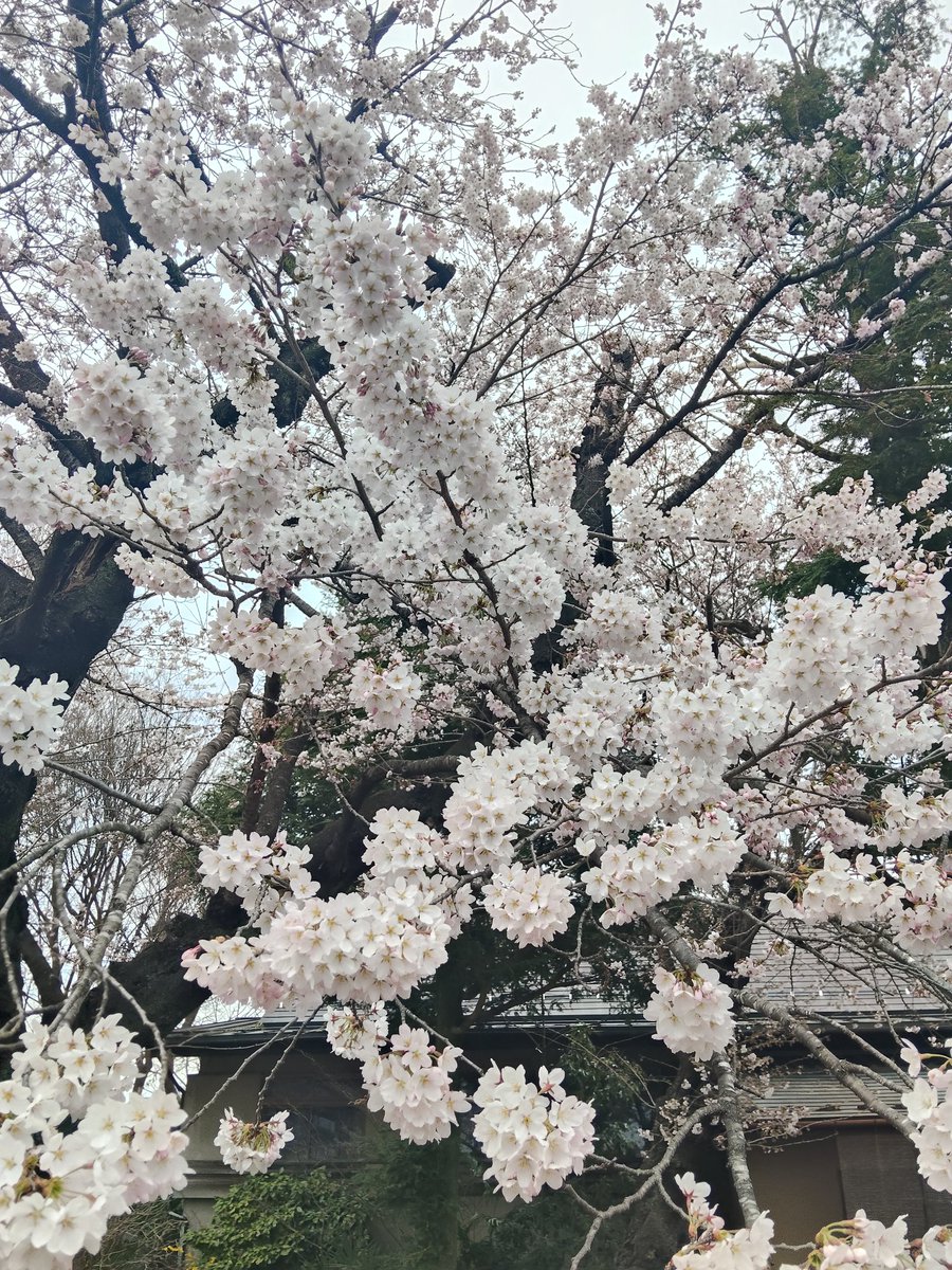 さおりん tweet media