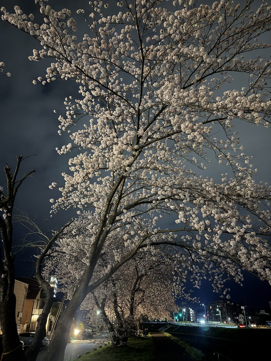 ノムーの霜精 tweet media