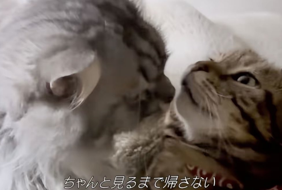 長毛アメショと短毛アメショ tweet media