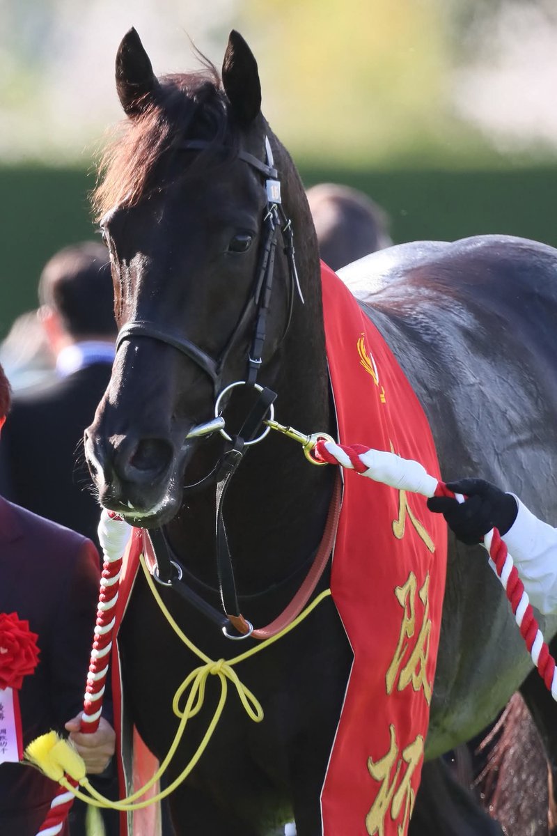 #クロワデュノール
 #大阪杯
イケメンさんなクロワデュノール。強い競馬でしたー。