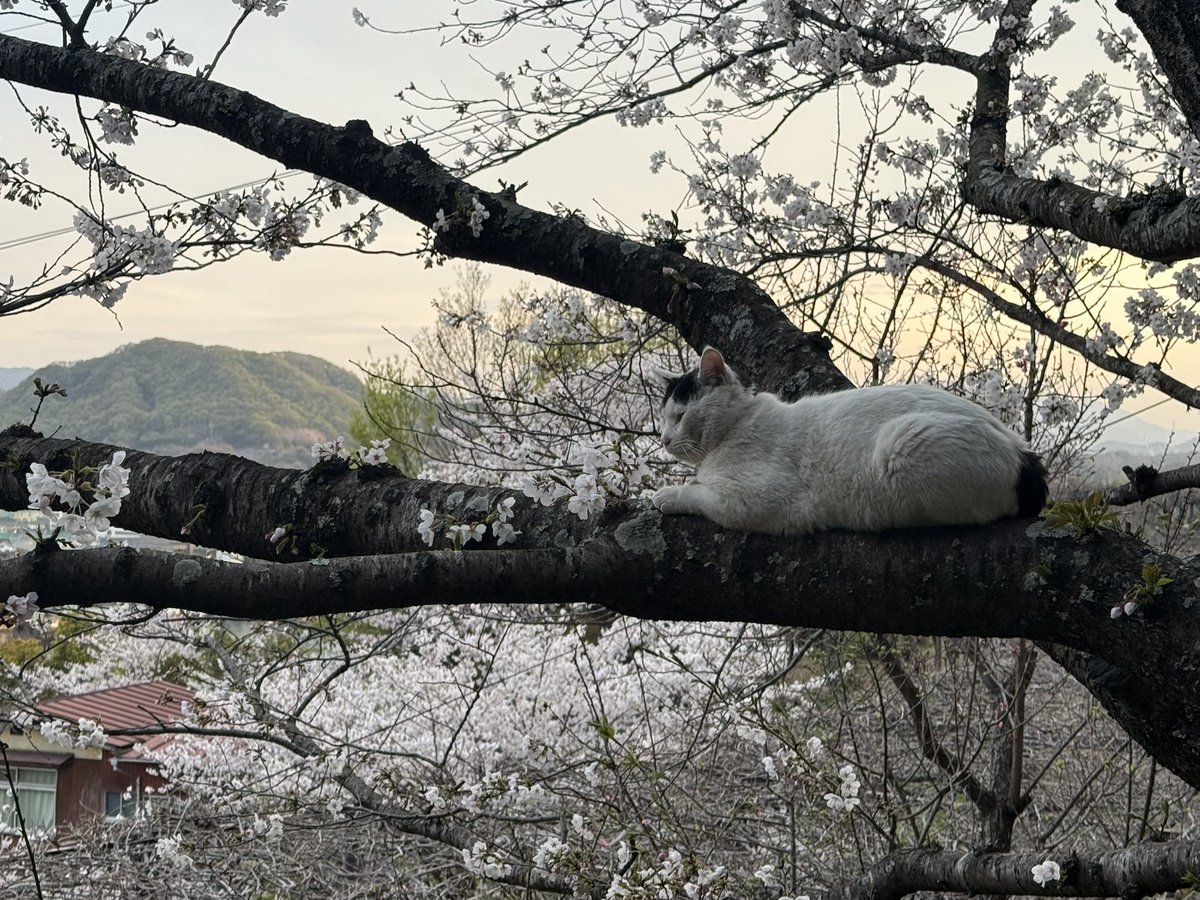 chocotoko tweet media