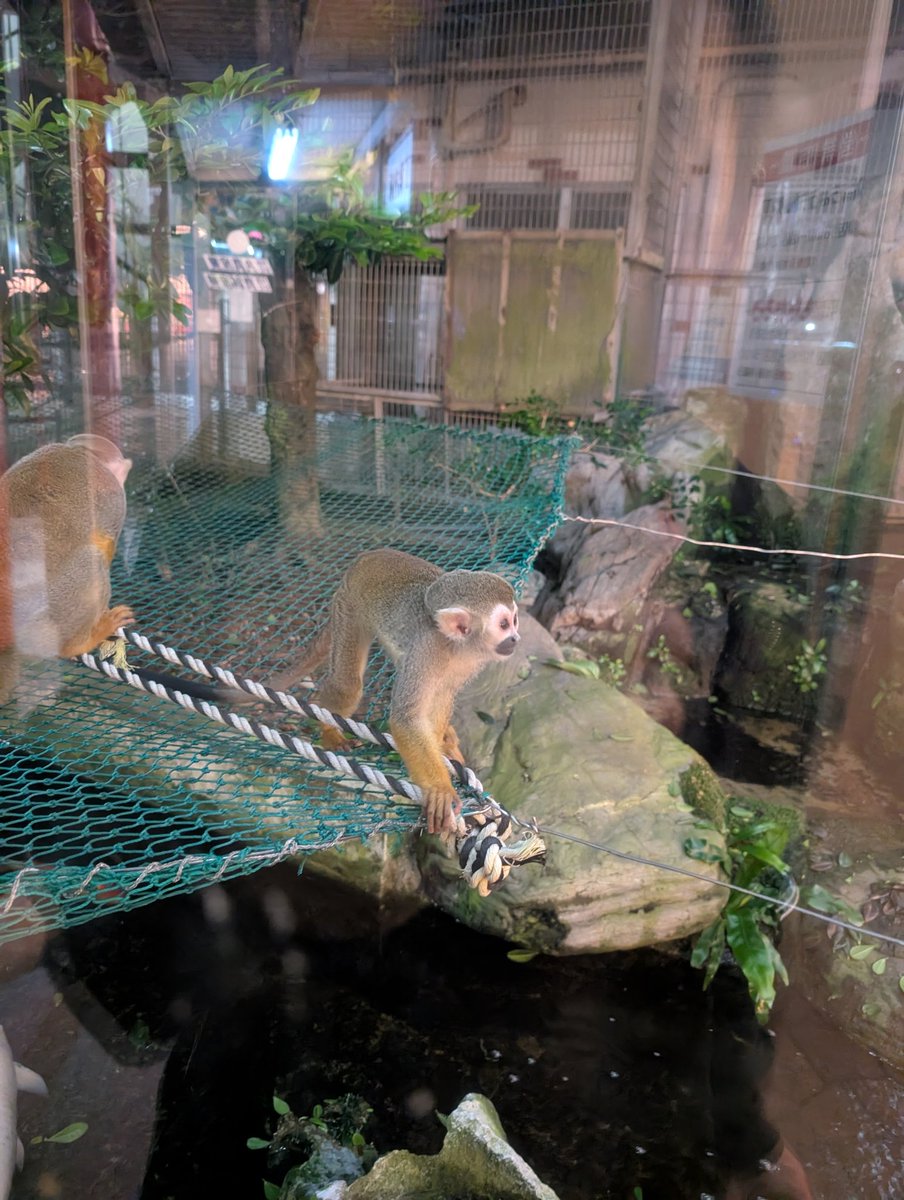 コウダケンジ tweet media