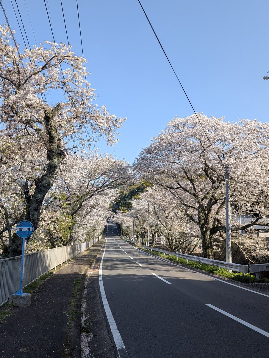 t10u25's tweet photo. ちぃましゃ君と古川の桜へ🚗
先日の雨で少し散っていましたが、キレイに咲いていました🌸🌸🌸
#BROS1991 
#昭和やったね https://t.co/oqtOFcA5Oh