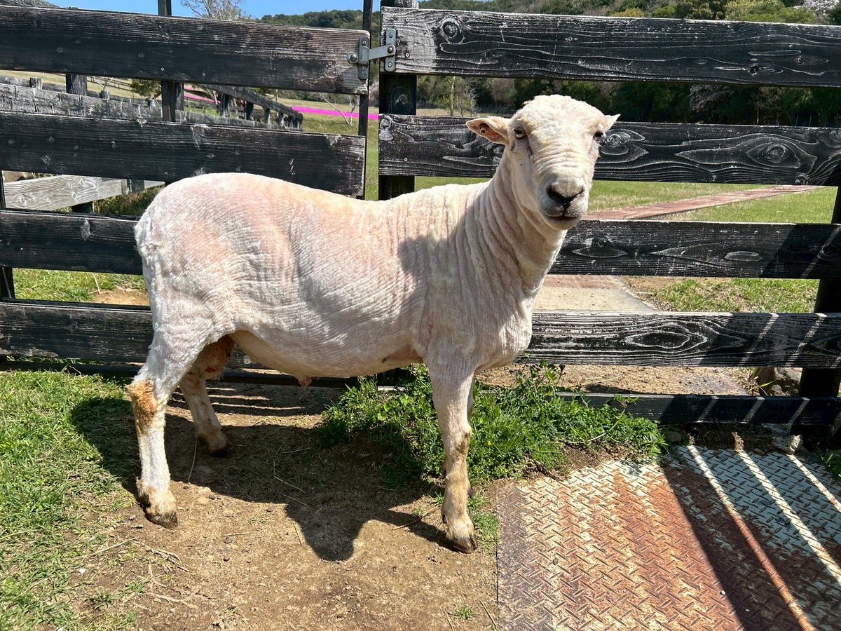 淡路ファームパーク イングランドの丘【公式】 tweet media