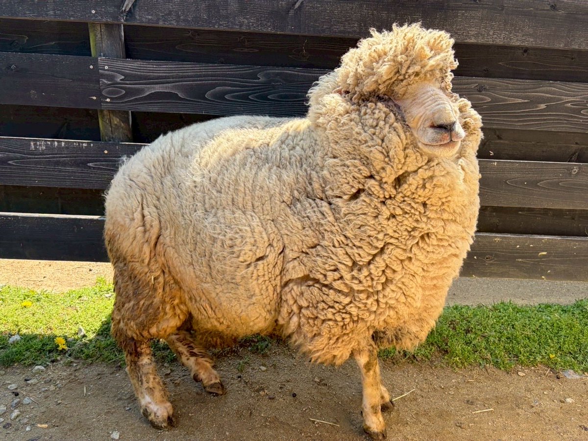 淡路ファームパーク イングランドの丘【公式】 tweet media