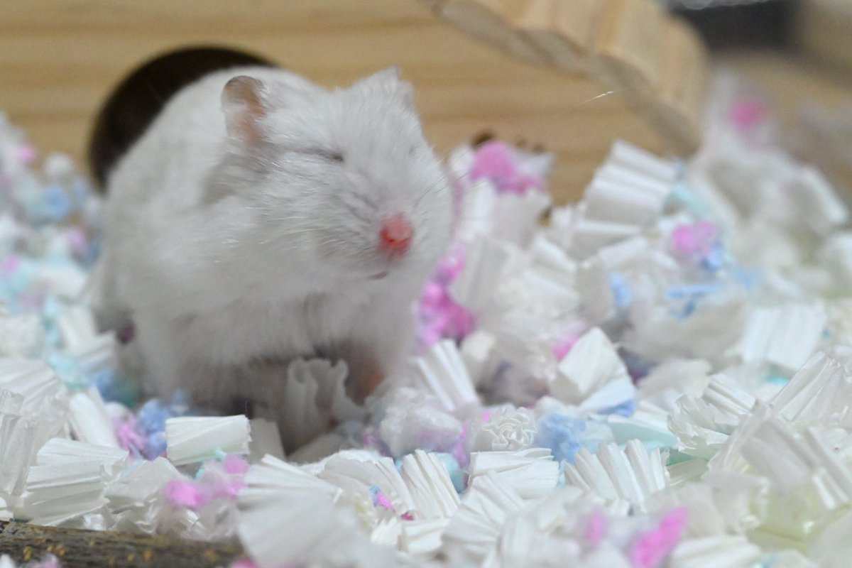 ジャンガリーズハムスター tweet media