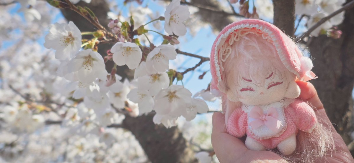 셸로💫 tweet media