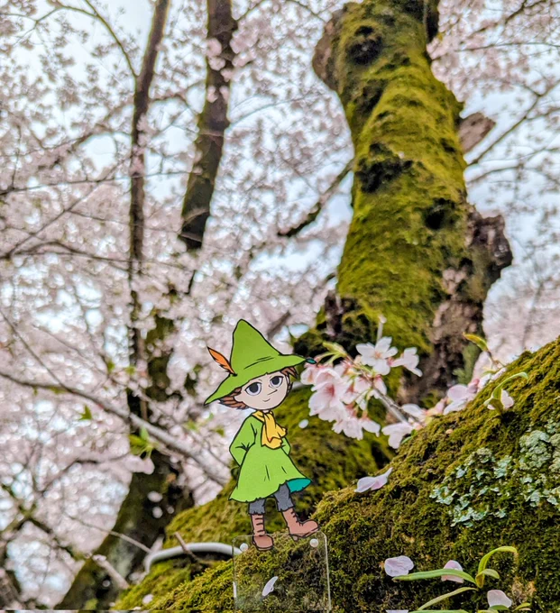 今年の桜も綺麗だね スナフキン