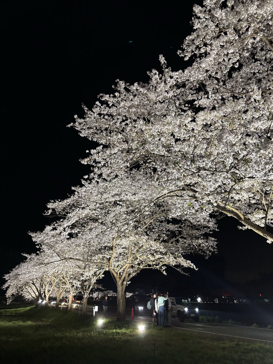 KasaiRiichi's tweet photo. Cherry blossoms in Isumi, Chiba.
It was supposed to end today, but I saw a sign saying it’s extended to the 14th.
No food stalls, just quiet and beautiful.

#Japan 
#Sakura 
#CherryBlossoms https://t.co/hWp4Tdaier