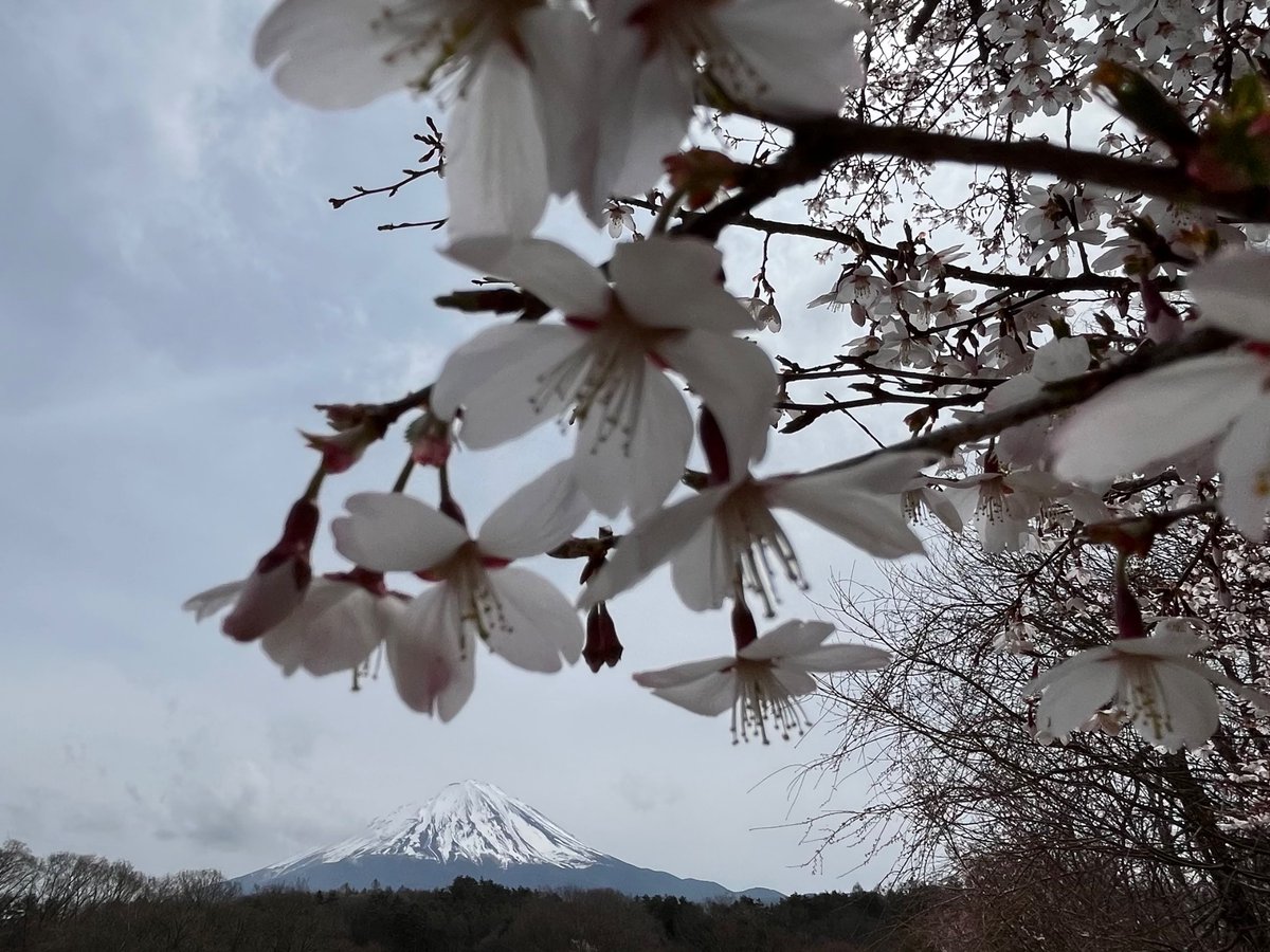 こるの tweet media