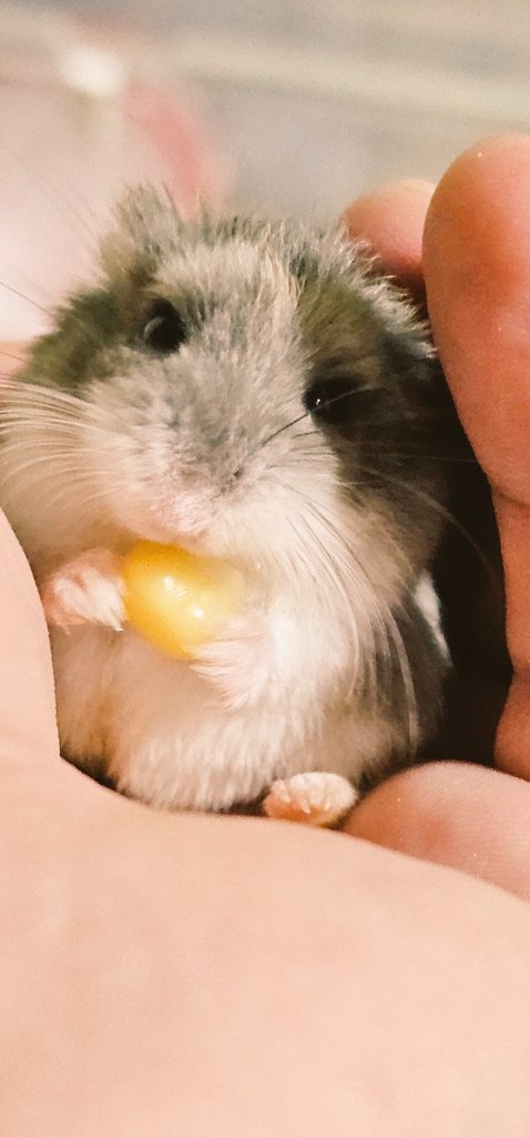 ham_record tweet media