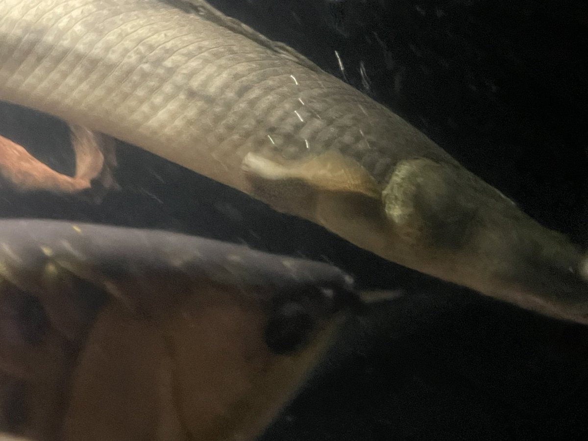 河童🐟 tweet media