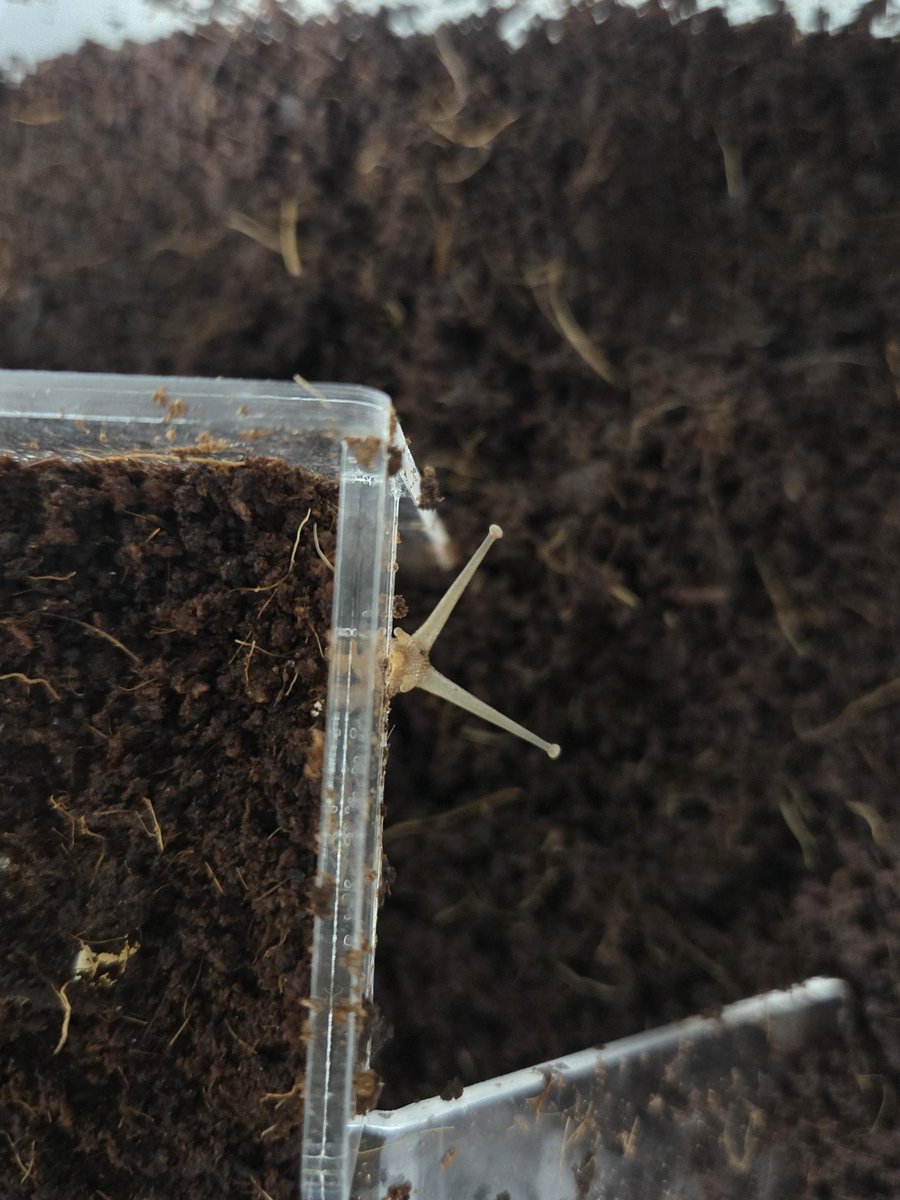 양깅 달팽이 계정 tweet media