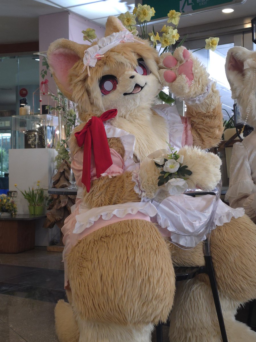 개좋은 빛살구 🔜 살구굴 tweet media