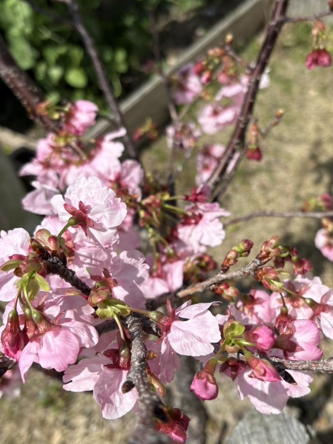 野中ここな tweet media