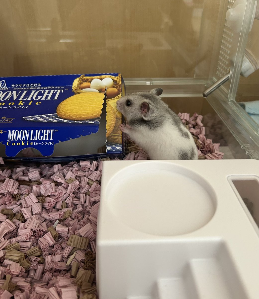 もっちゃんの秘密基地 tweet media