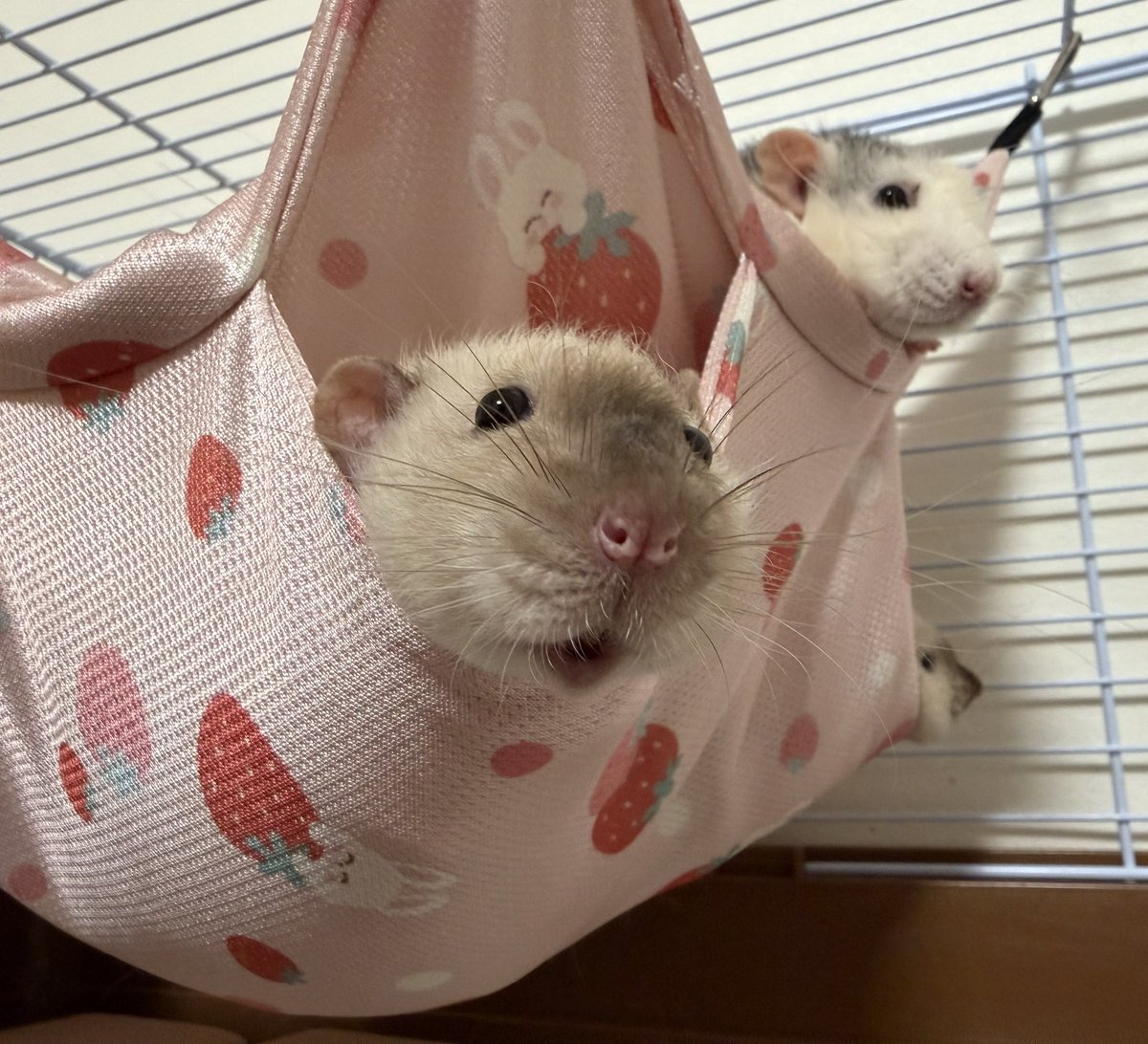 ﾇﾝﾒ•ﾘｰ tweet media