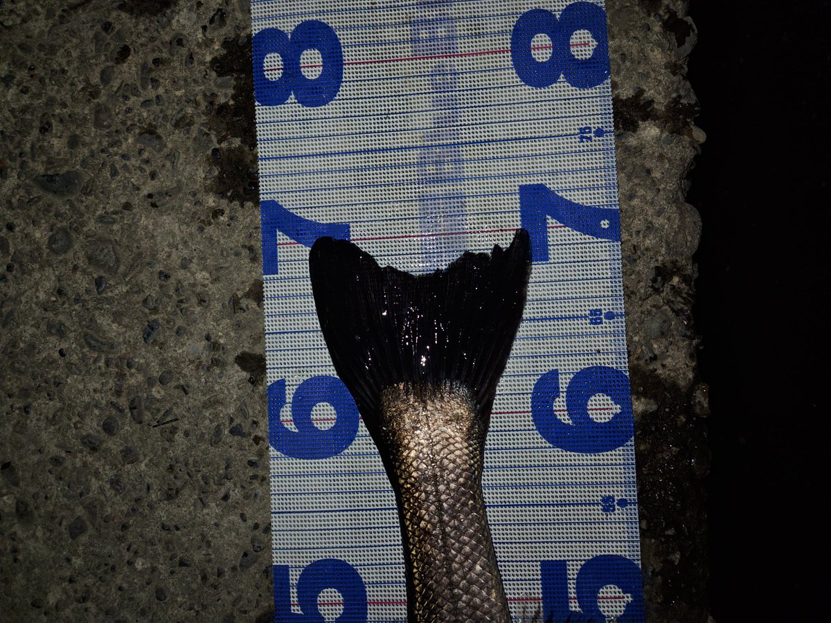 eN77iswGCByVNCI's tweet image. #PSC
#バンク８２S
何時もの場所、先行者さんがいたので少し上の場所にエントリー、流れの変化を丁寧に攻めましたが反応無し！ベイトっ気は感じていたので流れが緩くなるタイミングで巻きを入れたら出てくれました！バンク楽しい！