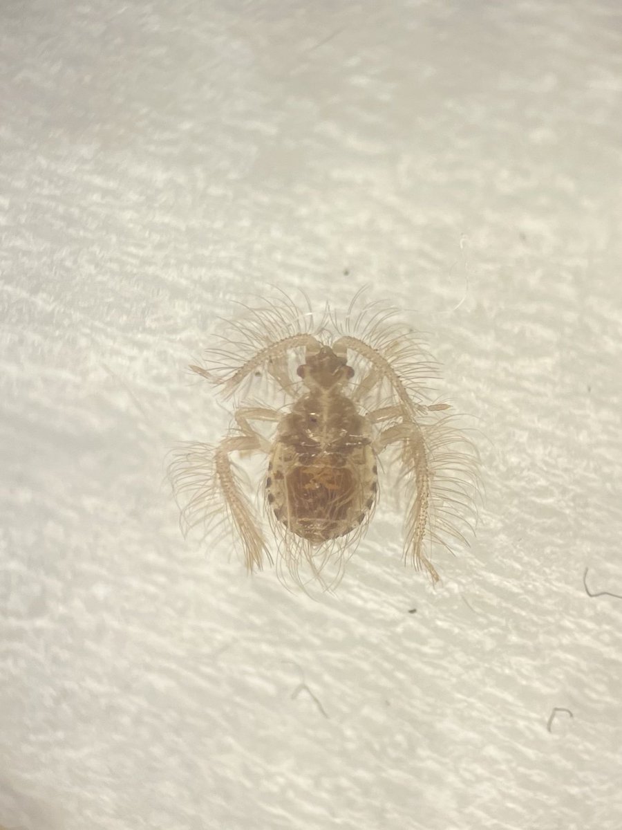 神尾大地 Daichi KAMIO tweet media