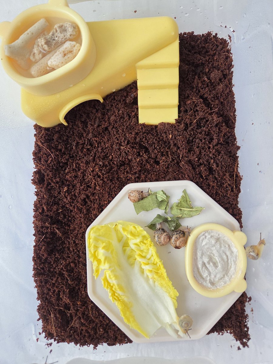 양깅 달팽이 계정 tweet media