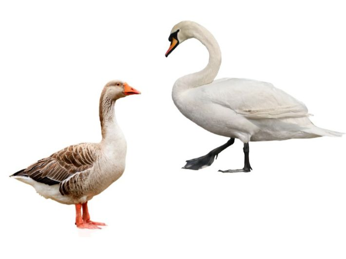 المصمم | فيصل الفريح tweet media