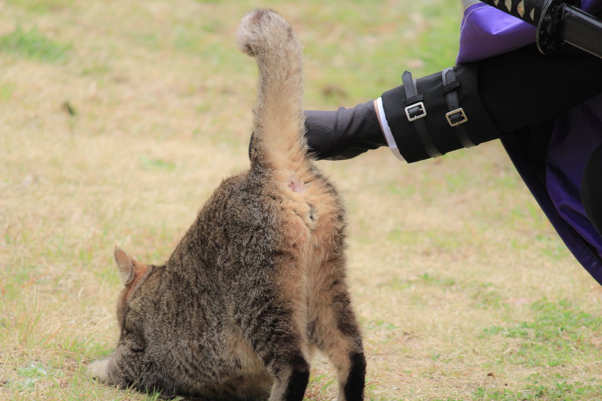 紫音🦁 tweet media