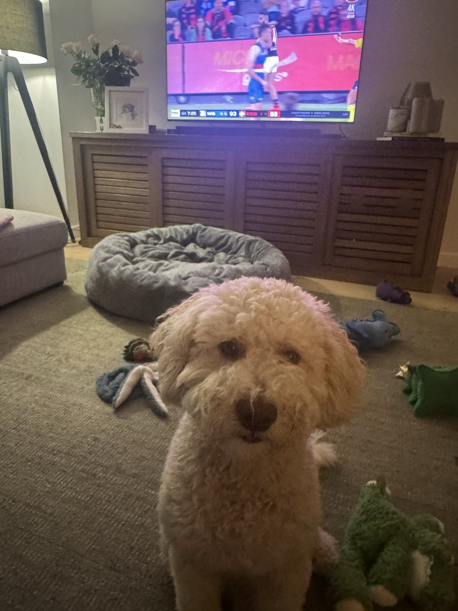 JigsawMcT's tweet image. Clearly not interested in footy #nofood #hamish