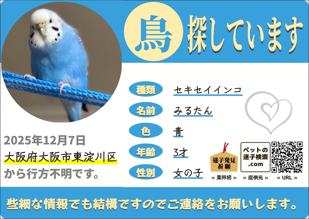 maigokensaku2's tweet photo. 2025年12月7日 大阪府大阪市東淀川区で「セキセイインコ」の「みるたん」が迷子になりました。#迷子 #鳥 #迷い鳥 #迷いインコ #大阪府 #セキセイインコ | 鳥の迷子 | ペットの迷子検索.com https://t.co/6SkAXLO4I0 https://t.co/z4LVqOrt4d