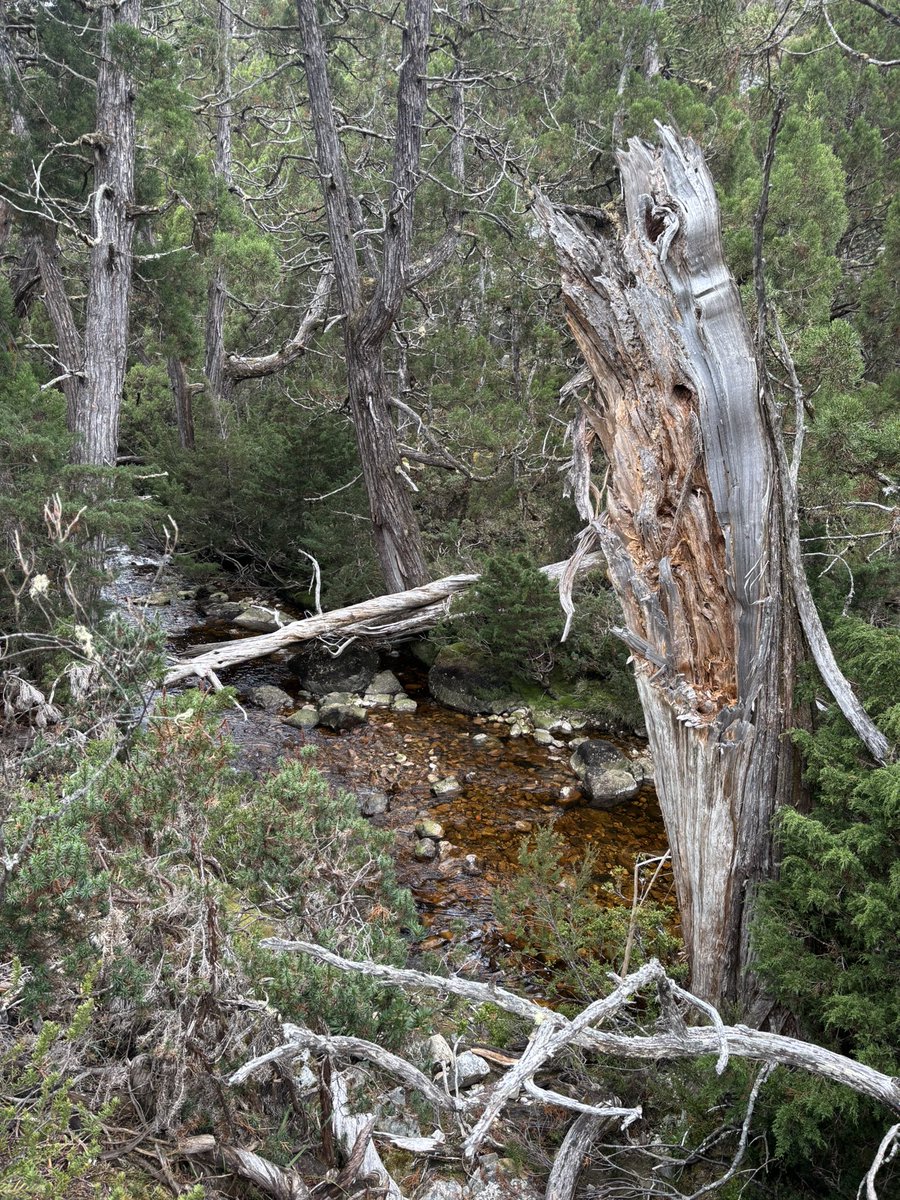 omgこぽん tweet media