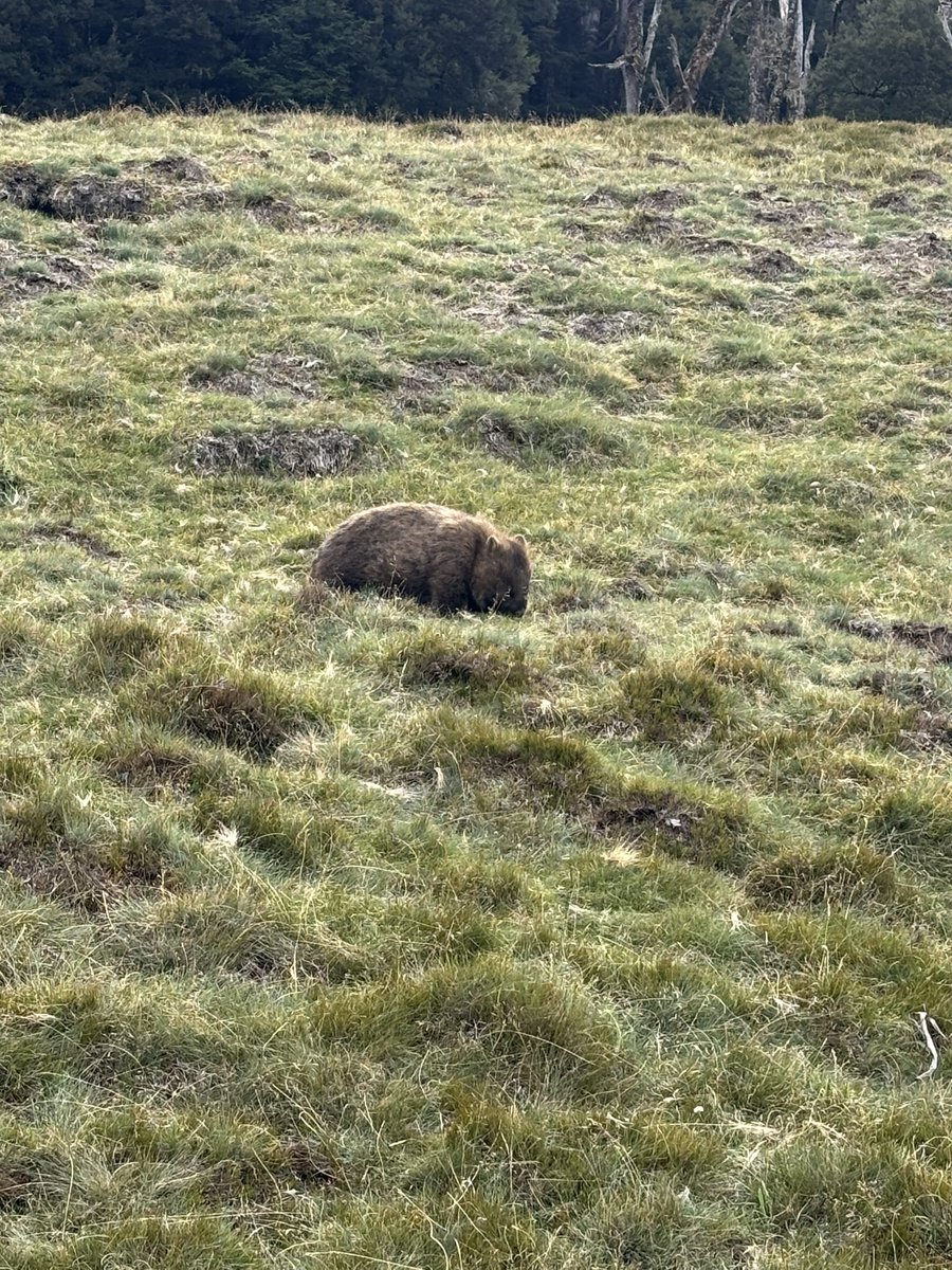 omgこぽん tweet media