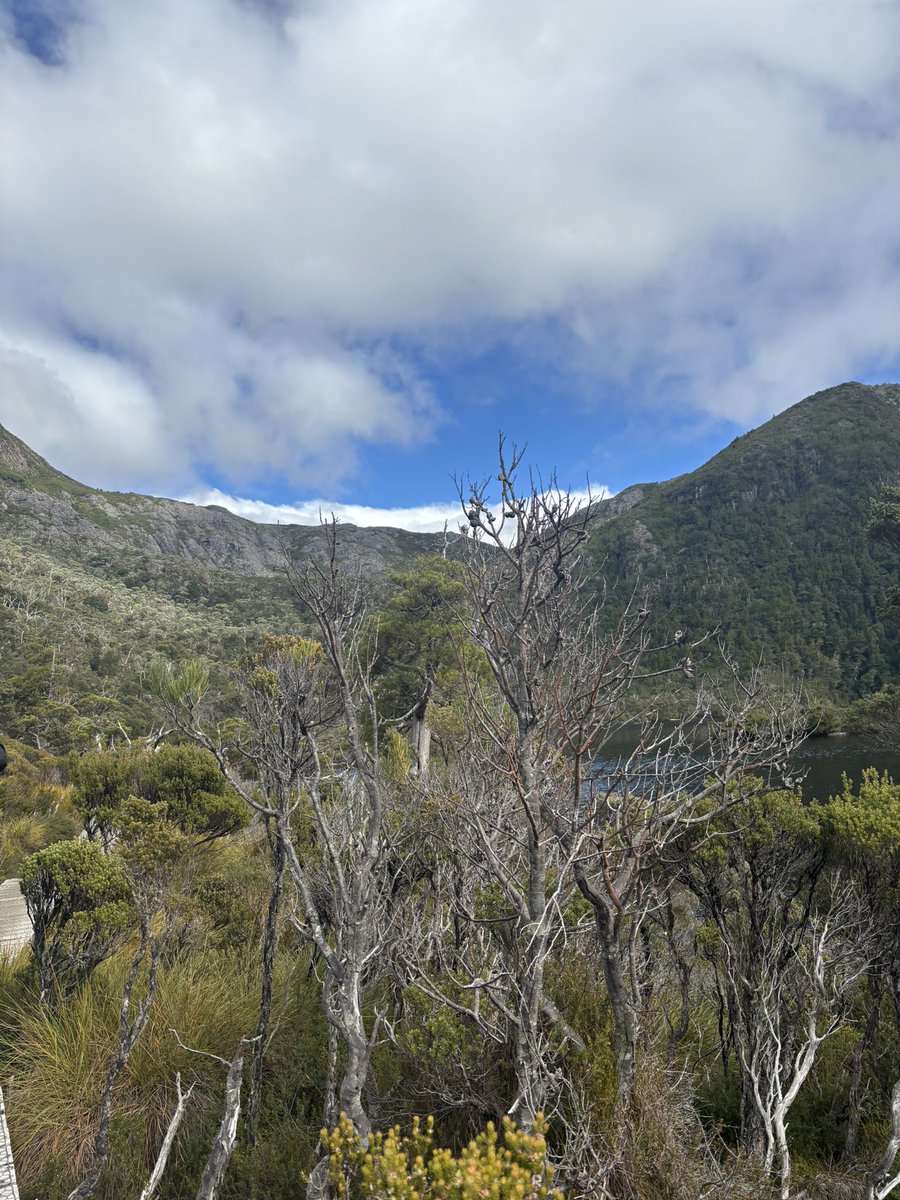 omgこぽん tweet media