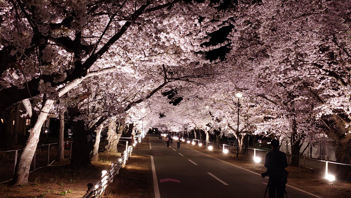 あさくらら（めひかり仙人） tweet media