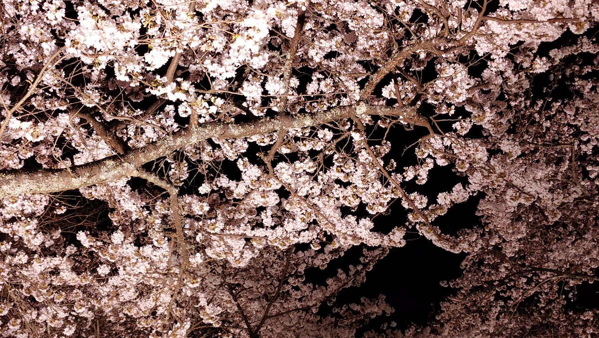 あさくらら（めひかり仙人） tweet media