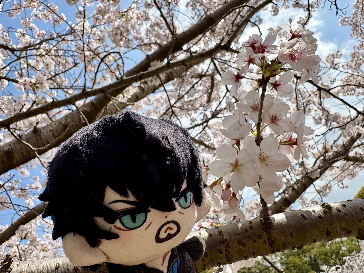 異正体不在 tweet media