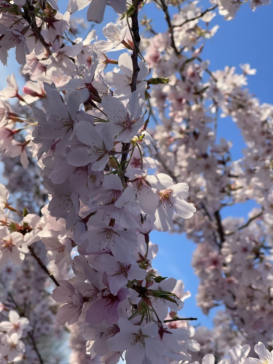 moon✦︎ tweet media