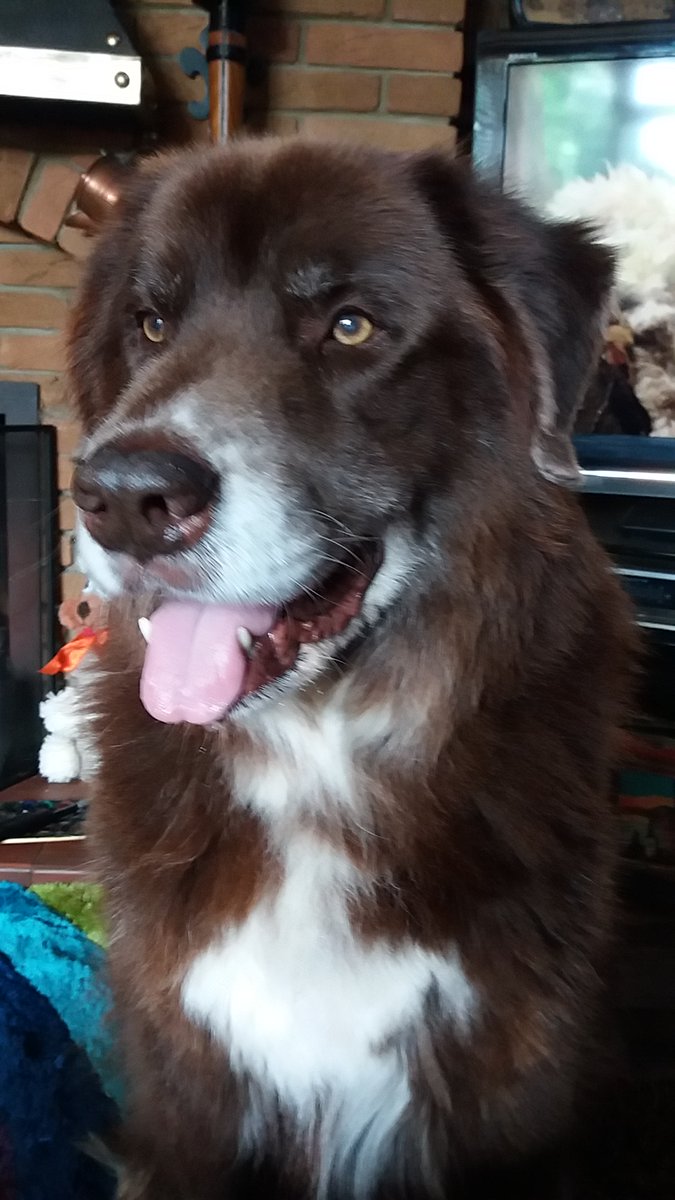 Jane Rochford Boleyn 🇬🇧 tweet media