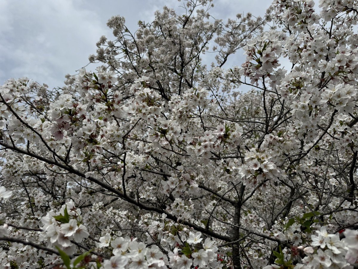 Takamama△音と映画と飯と犬 tweet media