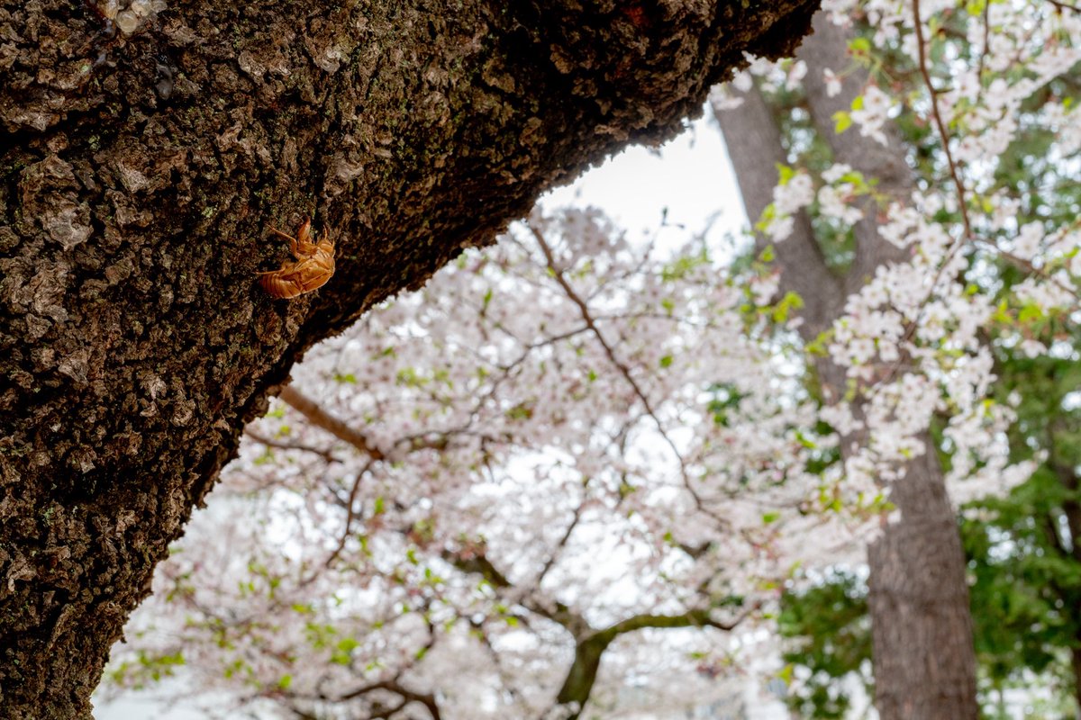 桜×蝉の抜け殻という季節のバグ