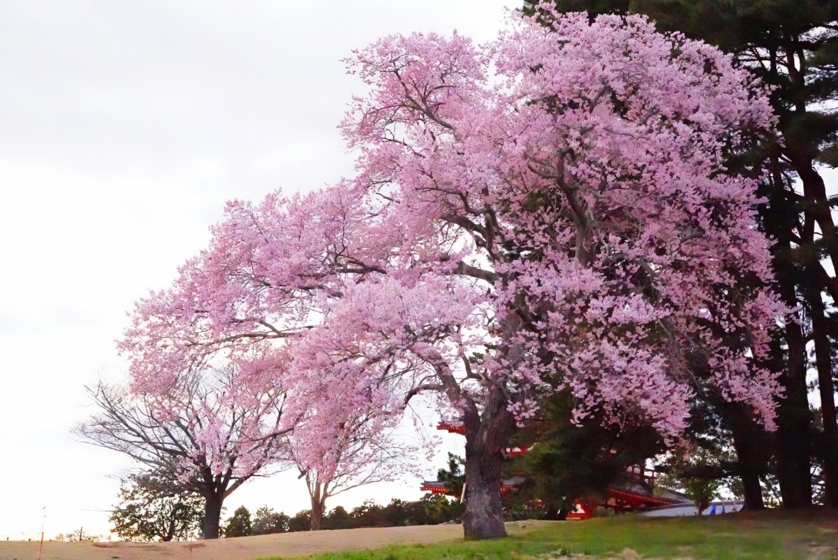 gatio89908096's tweet photo. 日曜の労働後に📷️✨️🌸🌸
＃写真
＃桜
＃江戸彼岸桜
＃枝垂れ桜 https://t.co/2xFPsFqH9S