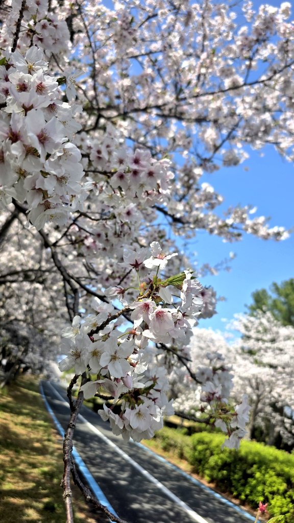 Aki🐈‍⬛ tweet media