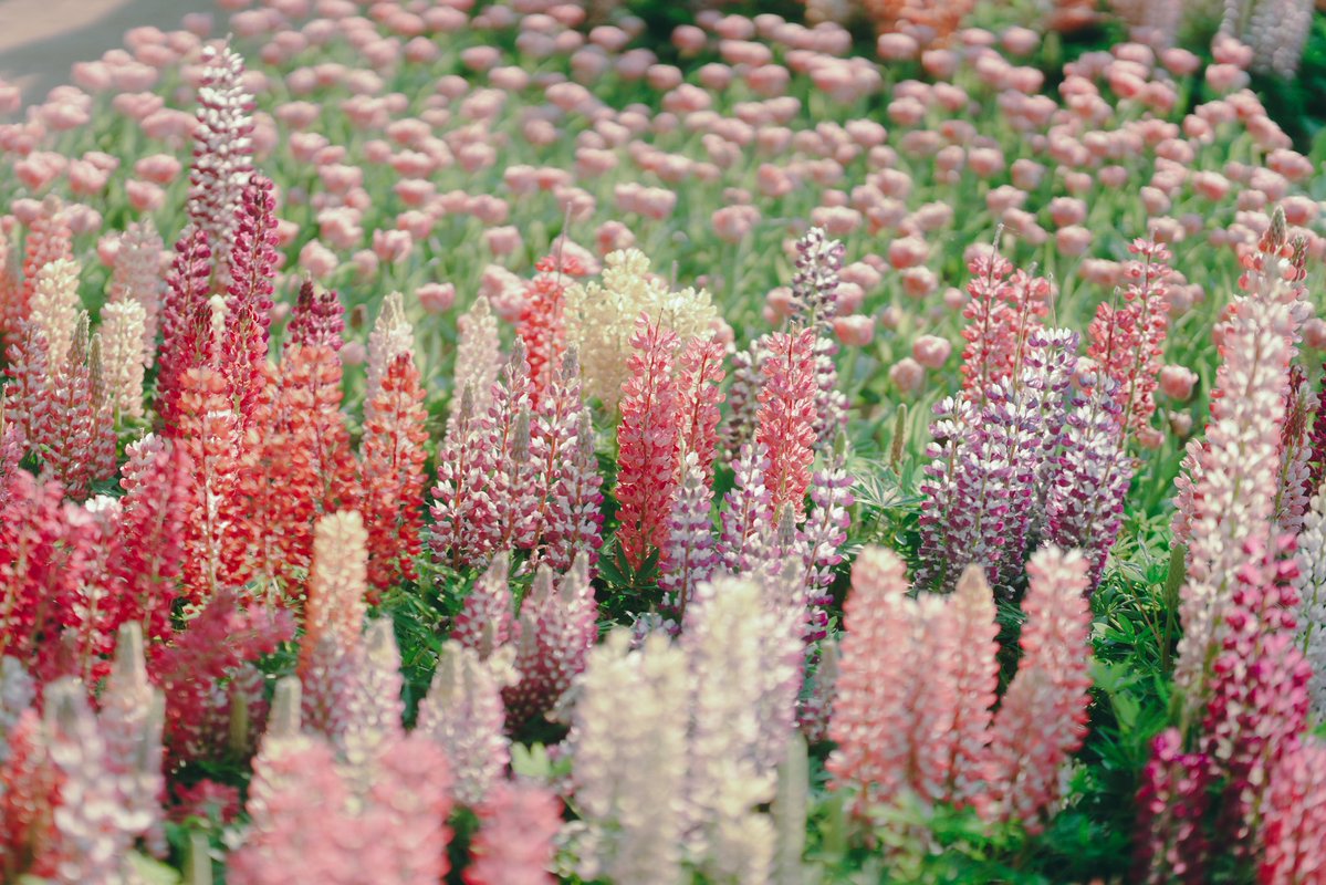 ᴍ ɪ ᴋ ᴜ ☁️ tweet media