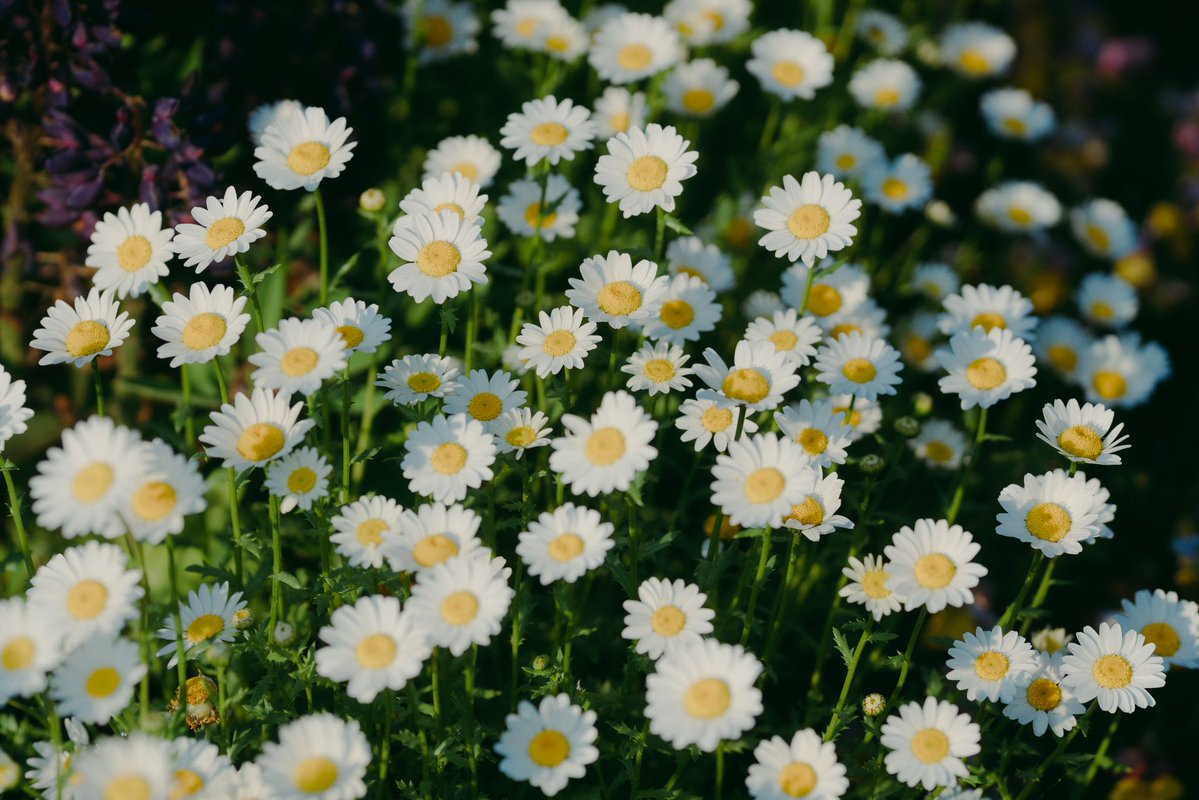 ᴍ ɪ ᴋ ᴜ ☁️ tweet media