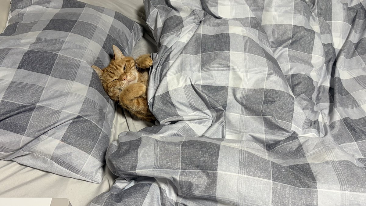 ねこちあ tweet media